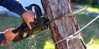 Best Root Management and Removal  in Valley Center, CA