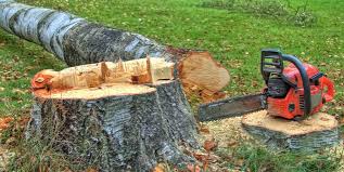 Valley Center, CA Tree Removal Company