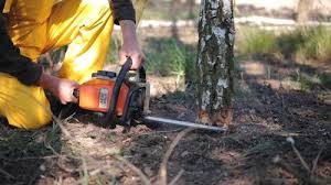 Best Leaf Removal  in Valley Center, CA