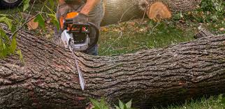 Lawn Pest Prevention in Valley Center, CA