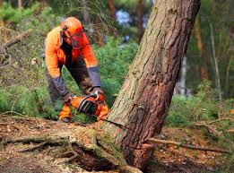 Best Emergency Tree Removal  in Valley Center, CA