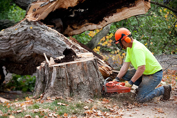 Best Utility Line Clearance  in Valley Center, CA