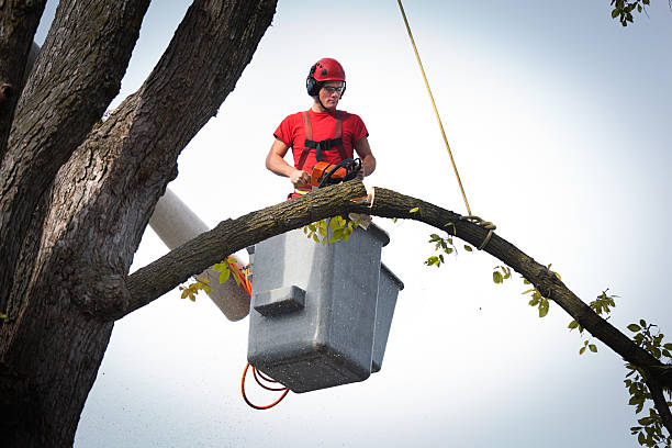 Best Tree Removal  in Valley Center, CA