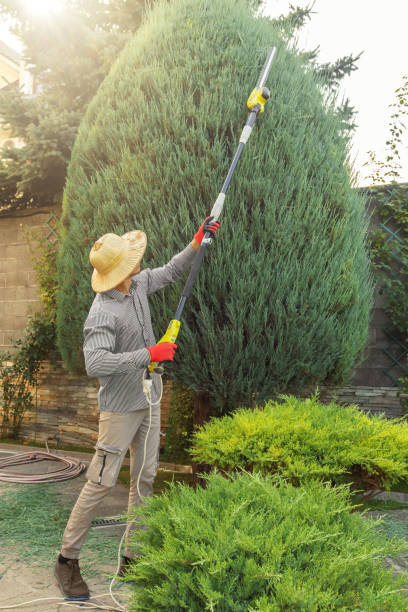 Best Tree Trimming and Pruning  in Valley Center, CA