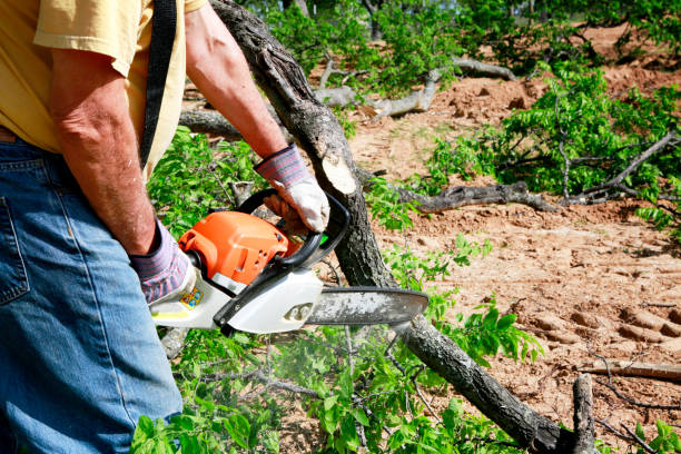 Best Lawn Grading and Leveling  in Valley Center, CA
